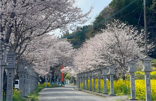 扇森神社参道沿いの桜並木の写真